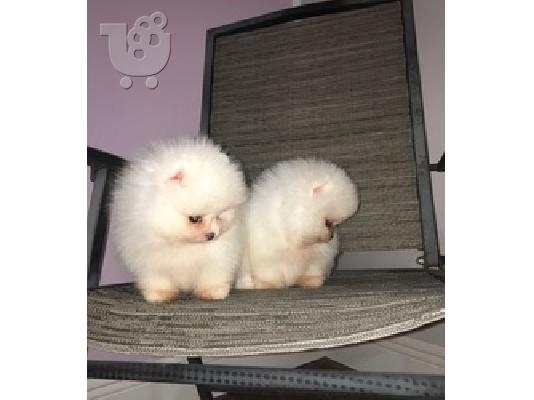 Παιχνίδι Pomeranian κουτάβια για υιοθεσία